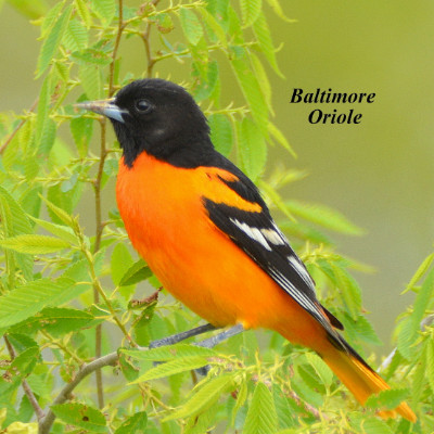 Baltimore Oriole